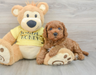 9 week old Cavapoo Puppy For Sale - Simply Southern Pups
