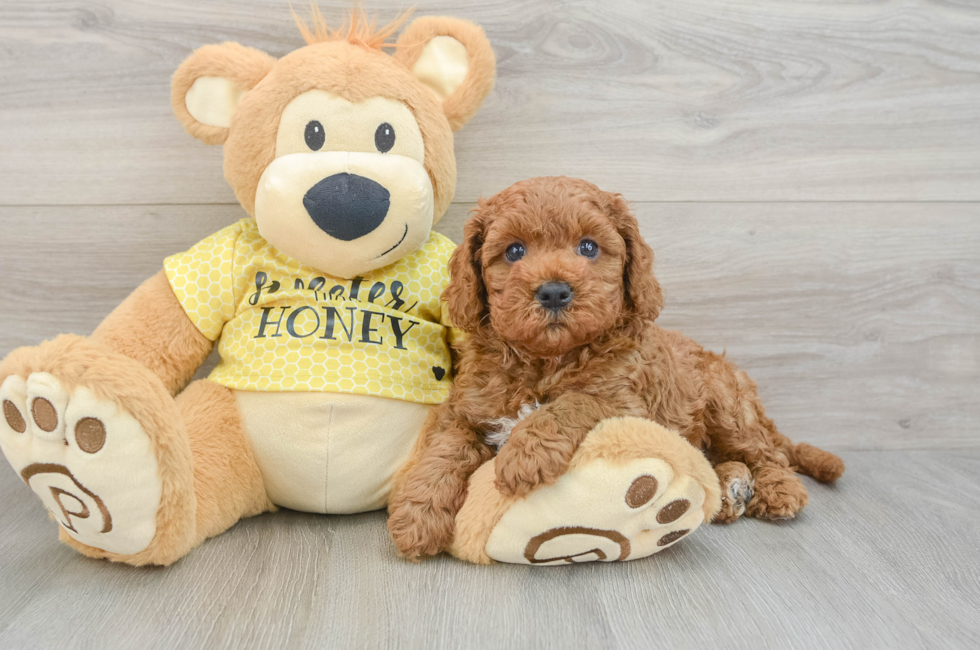 8 week old Cavapoo Puppy For Sale - Simply Southern Pups
