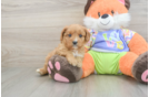 Adorable Cavalier King Charles Spaniel and Poodle Mix Poodle Mix Puppy