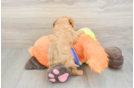 Cavapoo Puppy for Adoption