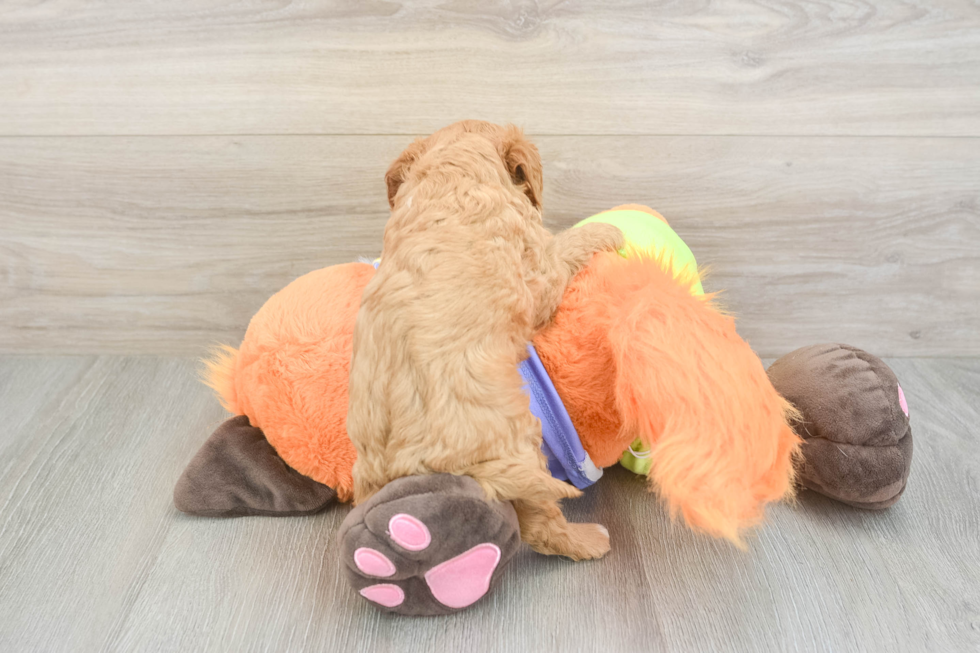 Cavapoo Puppy for Adoption