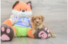 Cute Cavapoo Baby