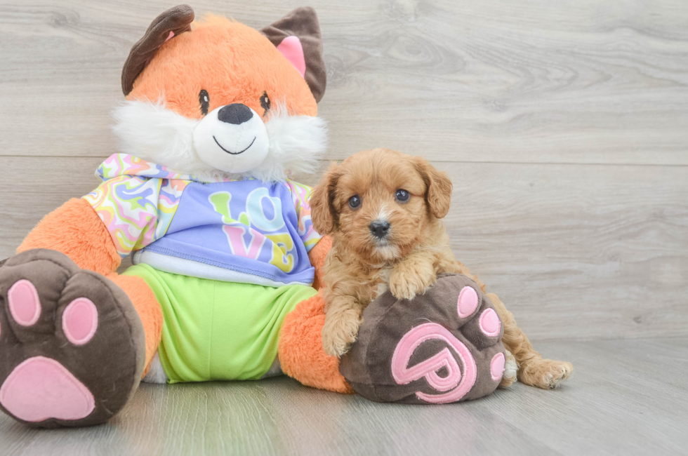 6 week old Cavapoo Puppy For Sale - Simply Southern Pups