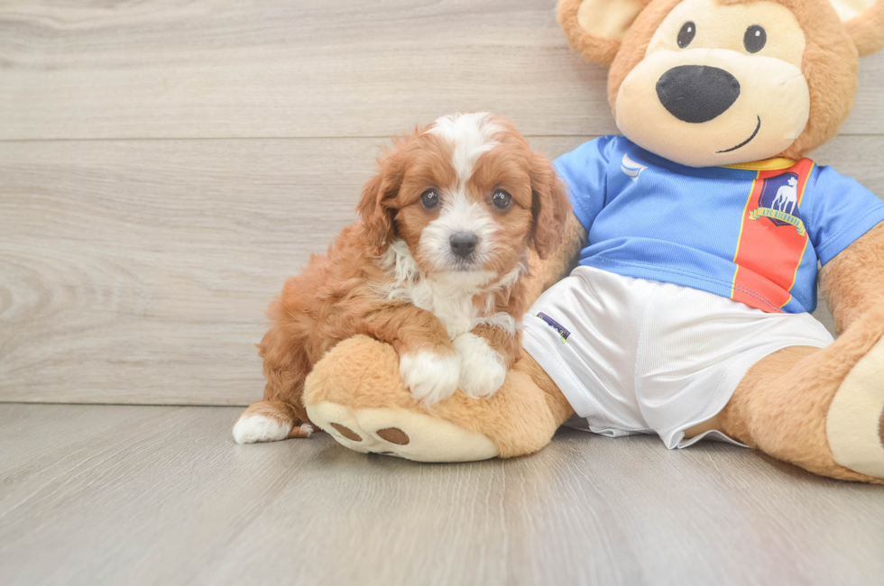 6 week old Cavapoo Puppy For Sale - Simply Southern Pups