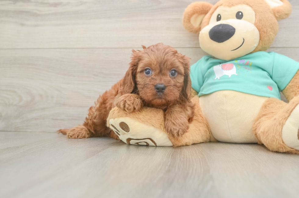 6 week old Cavapoo Puppy For Sale - Simply Southern Pups