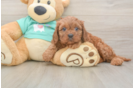 Friendly Cavapoo Baby