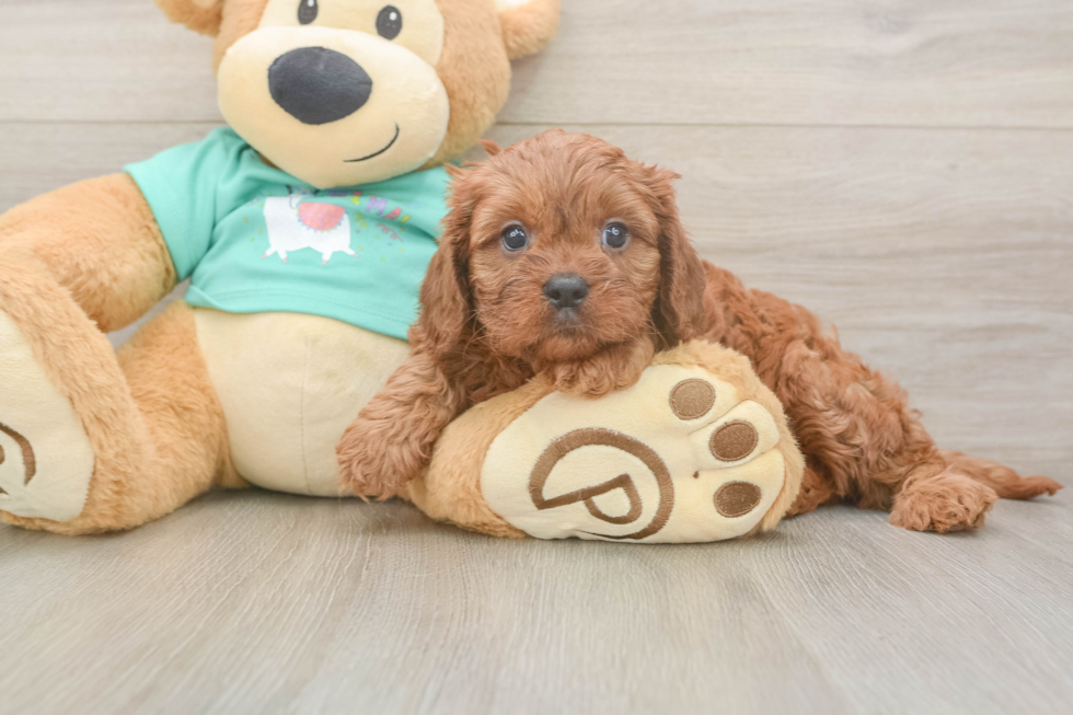 Friendly Cavapoo Baby