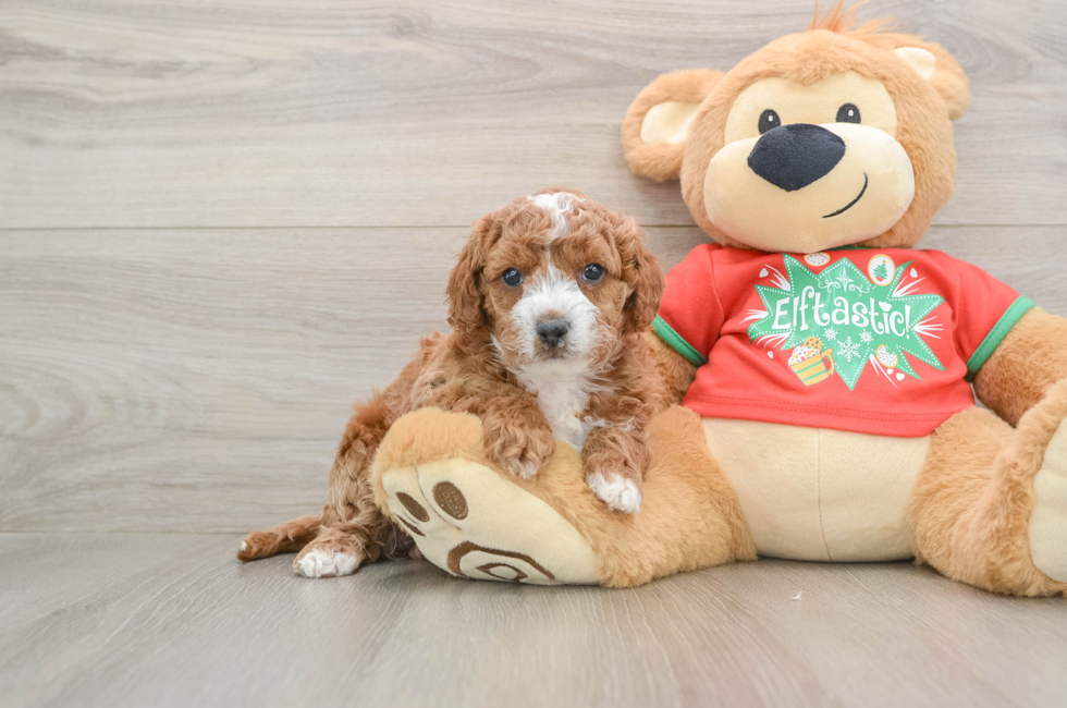 5 week old Cavapoo Puppy For Sale - Simply Southern Pups