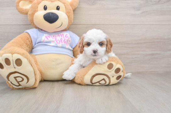 Adorable Cavalier King Charles Spaniel and Poodle Mix Poodle Mix Puppy