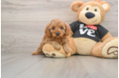 Cavapoo Pup Being Cute