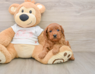 6 week old Cavapoo Puppy For Sale - Simply Southern Pups