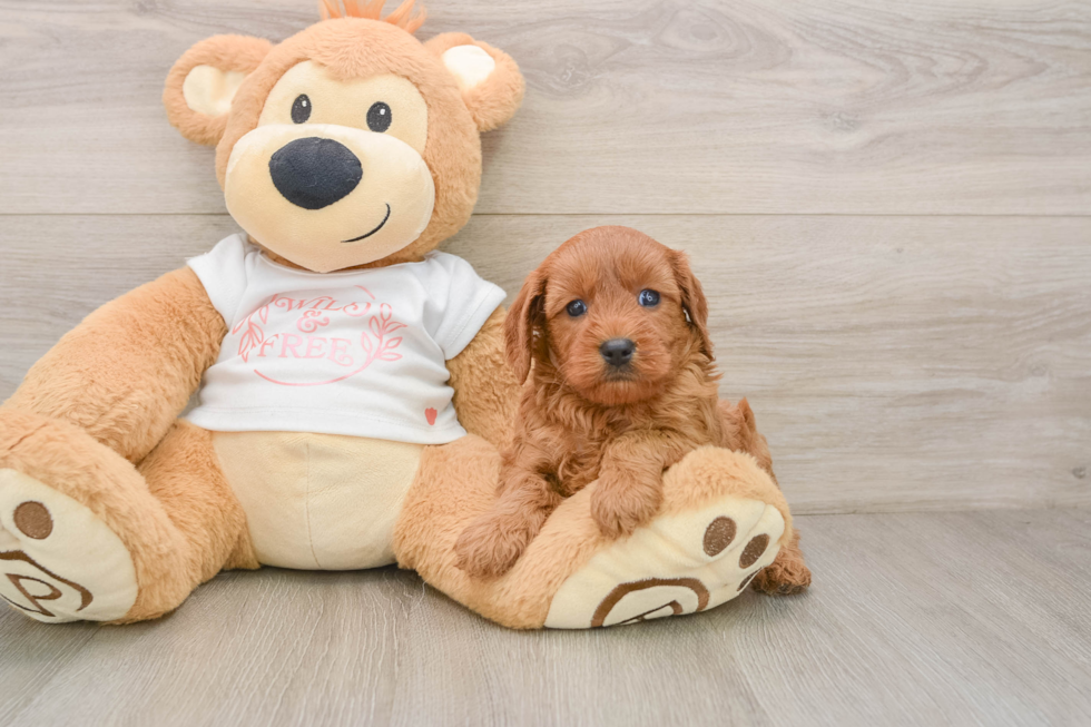 Happy Cavapoo Baby