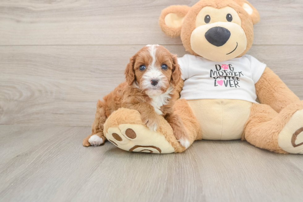 Cavapoo Pup Being Cute