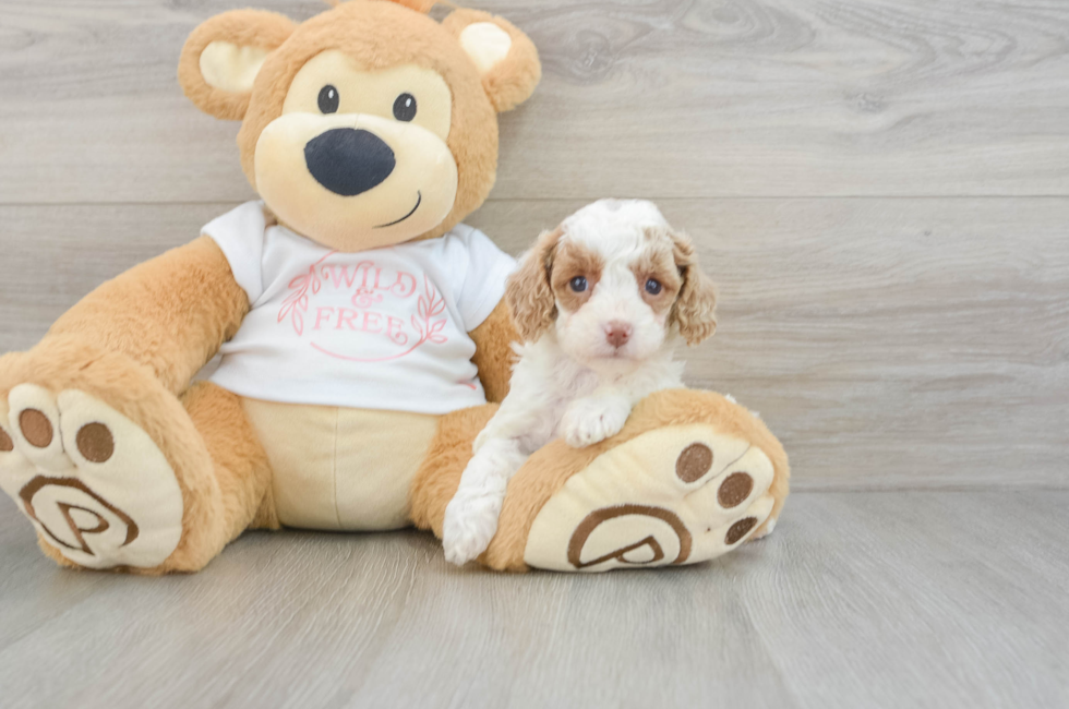 6 week old Cavapoo Puppy For Sale - Simply Southern Pups