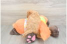 Cavapoo Pup Being Cute