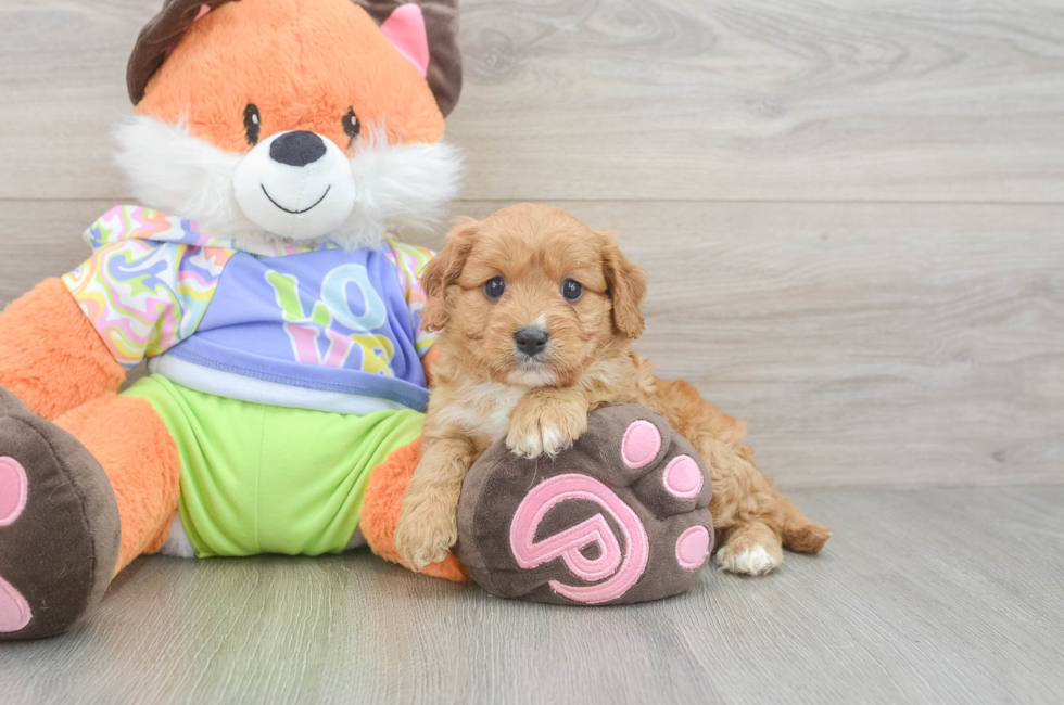 6 week old Cavapoo Puppy For Sale - Simply Southern Pups