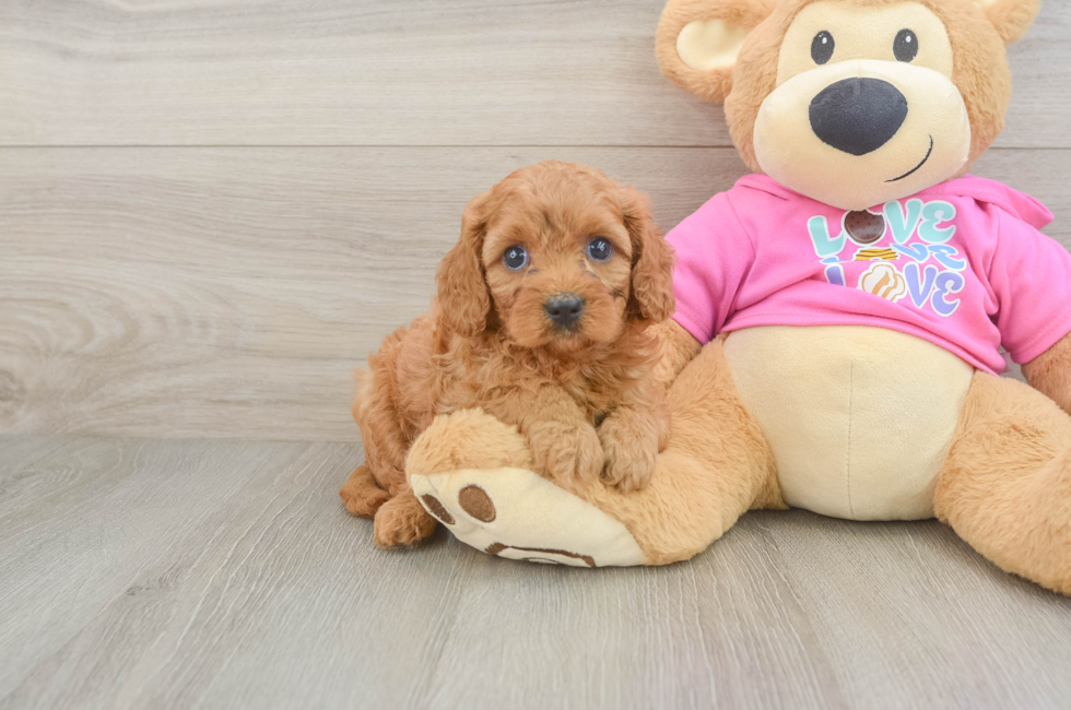 5 week old Cavapoo Puppy For Sale - Simply Southern Pups
