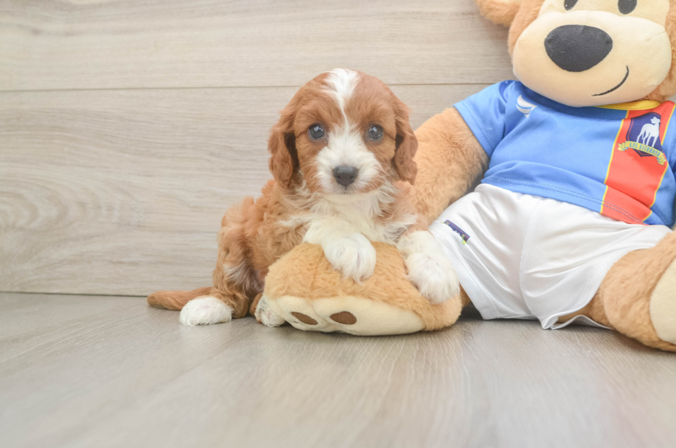 6 week old Cavapoo Puppy For Sale - Simply Southern Pups