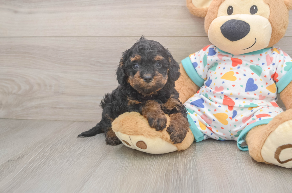 6 week old Cavapoo Puppy For Sale - Simply Southern Pups