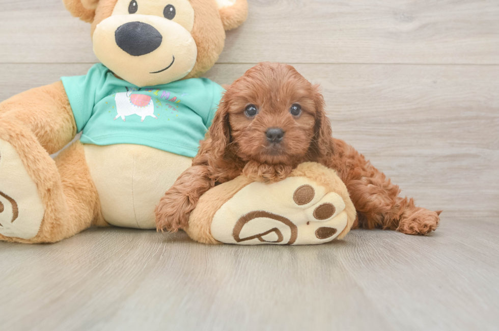 6 week old Cavapoo Puppy For Sale - Simply Southern Pups