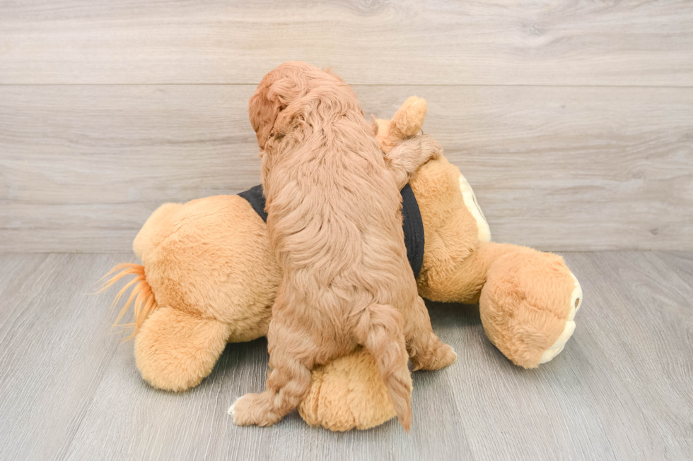 Friendly Cavapoo Baby