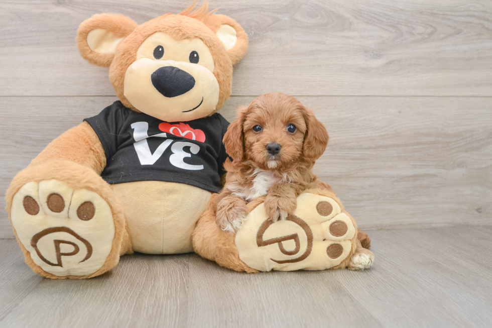 Best Cavapoo Baby