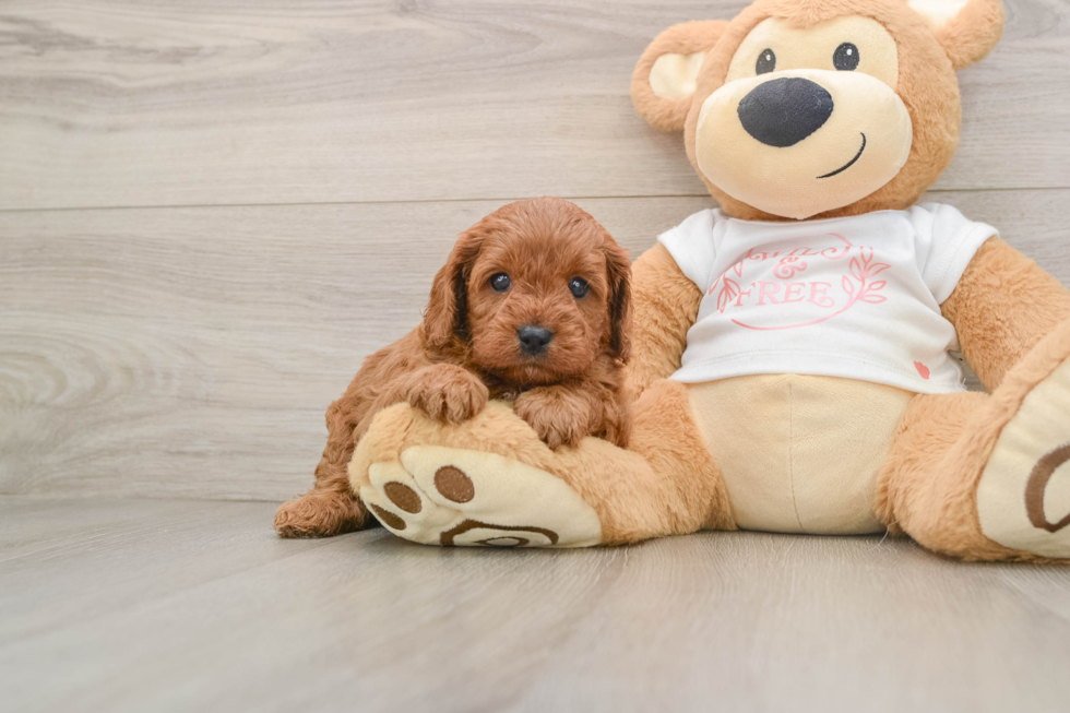Cavapoo Pup Being Cute