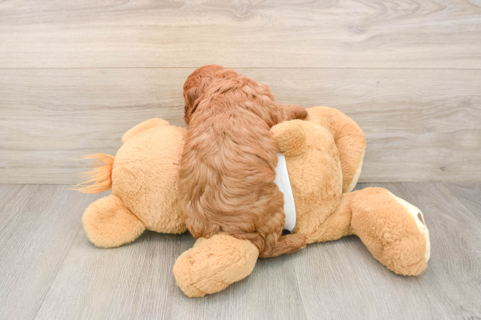 Smart Cavapoo Poodle Mix Pup