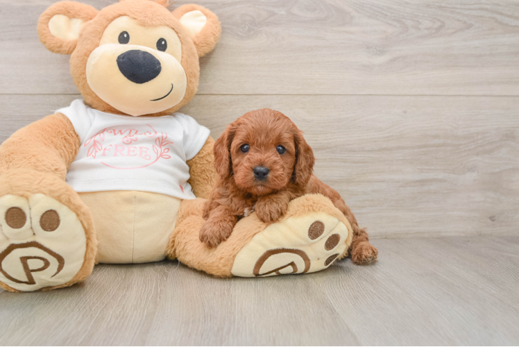Petite Cavapoo Poodle Mix Pup