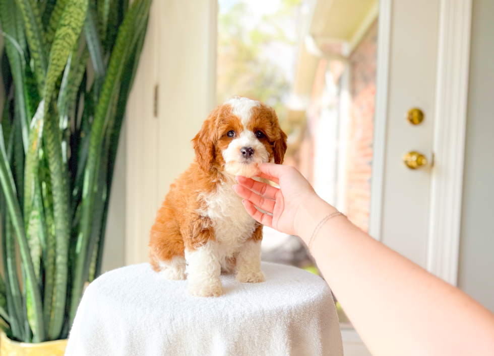 Cute Cavapoo Baby