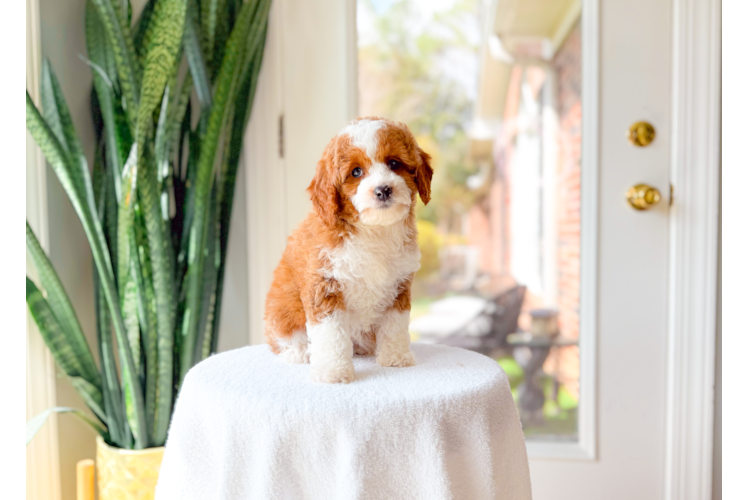 Best Cavapoo Baby