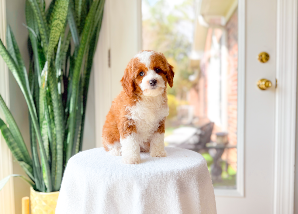 Best Cavapoo Baby