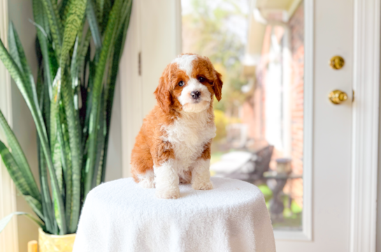 Cute Cavapoodle Poodle Mix Puppy