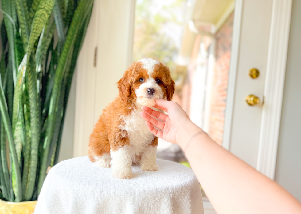 Cute Cavapoo Poodle Mix Pup