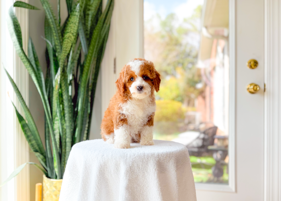 Cute Cavapoo Baby