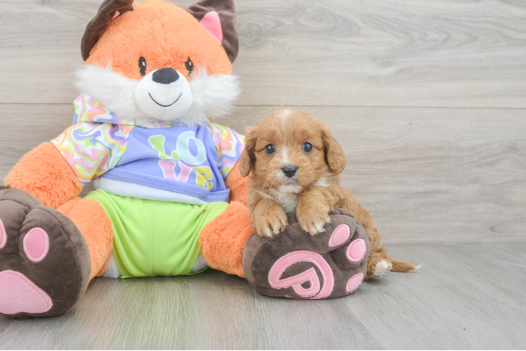 Best Cavapoo Baby