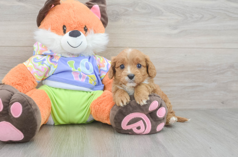 6 week old Cavapoo Puppy For Sale - Simply Southern Pups