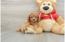 Fluffy Cavapoo Poodle Mix Pup