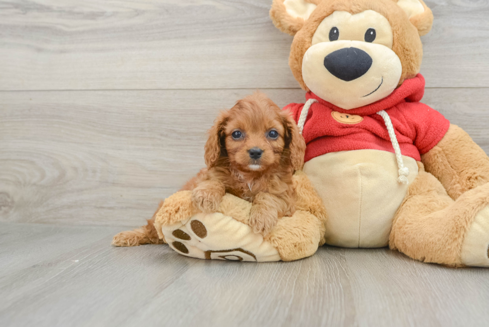 Fluffy Cavapoo Poodle Mix Pup