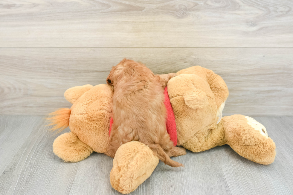 Cute Cavapoo Baby