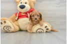 Cavapoo Puppy for Adoption