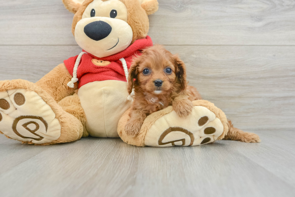 Cavapoo Puppy for Adoption