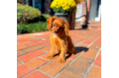 Cavapoo Puppy for Adoption