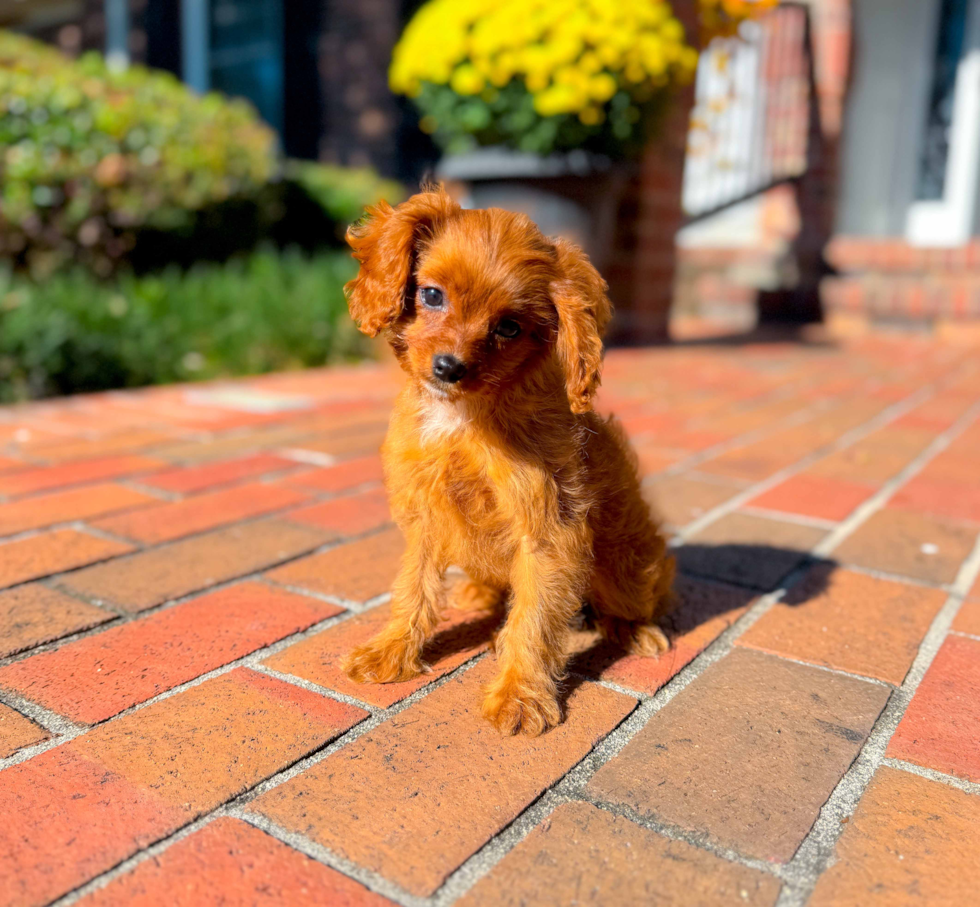 Cavapoo Puppy for Adoption