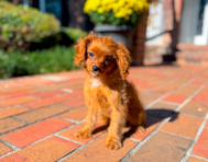 9 week old Cavapoo Puppy For Sale - Simply Southern Pups