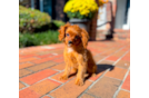 Cavapoo Pup Being Cute