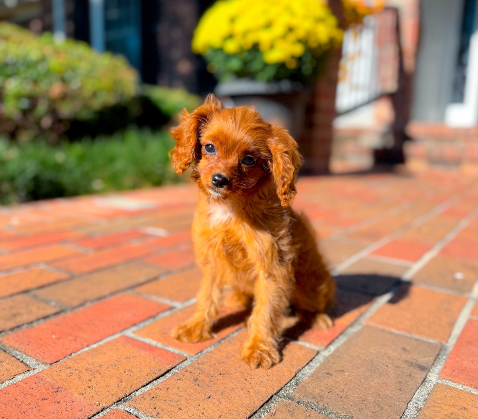 Cavapoo Pup Being Cute