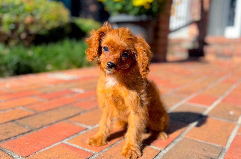 10 week old Cavapoo Puppy For Sale - Simply Southern Pups