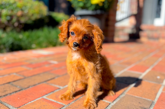 Cavapoo Pup Being Cute