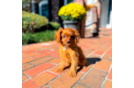 Cute Cavapoo Baby